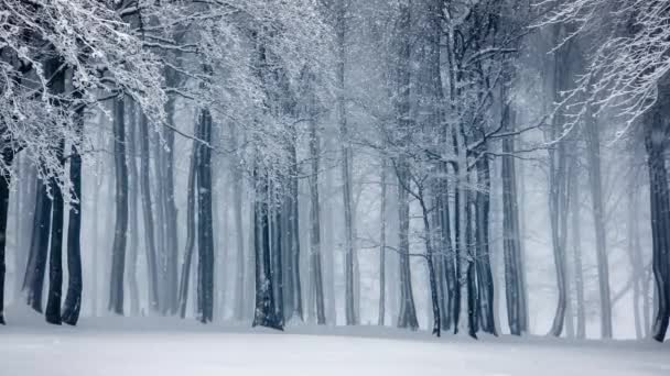 Fantastyczny Zima Las. Śnieg pada w zimowym lesie. Zima sezon buk Mglisty las sceny. Realistyczne 4k - Materiał filmowy, wideo