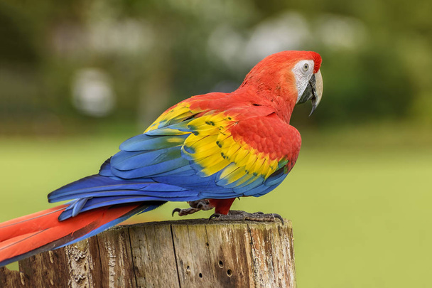 L'aras écarlate, l'ara macao, un grand perroquet rouge, jaune et bleu d'Amérique centrale et du Sud est en plein air. Gros plan
 - Photo, image