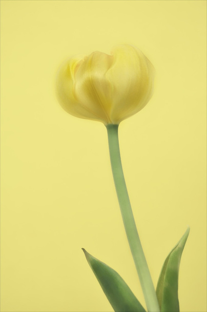 gele tulp - Foto, afbeelding