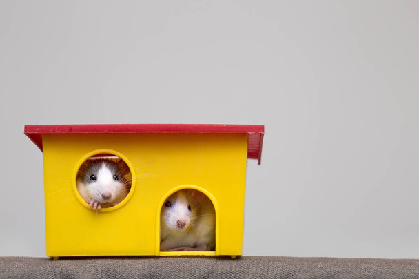 Two funny white and gray tame curious mouses hamsters with shiny eyes looking from bright yellow cage window. Keeping pet friends at home, care and love to animals concept. - Foto, Imagen
