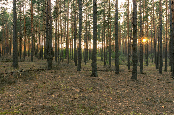 Evening in the pine forest. The setting sun in the forest. Fallen branches. - Foto, afbeelding