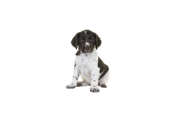 かわいい小さなミュンスターレンダー子犬の上に座ってカメラに探している白い背景の分離 - 写真・画像
