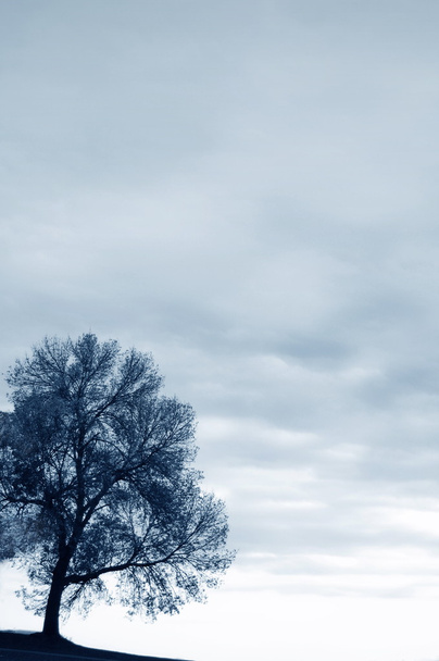 Árvore solitária no inverno - Foto, Imagem