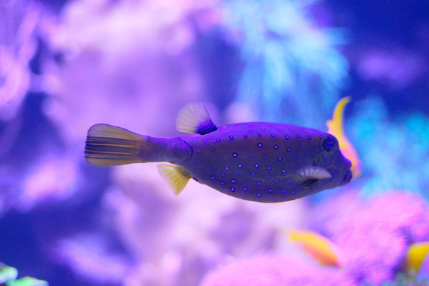 Felnőtt női sárga boxfish (Ostracion-cubicus) - Fotó, kép