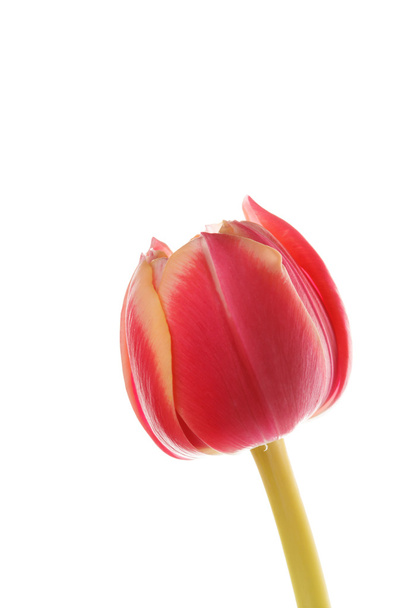 Bonito tulipán
 - Foto, imagen