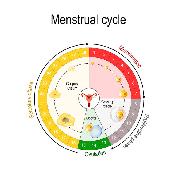 Carta de ciclos menstruales. aumento y disminución de las hormonas. El gráfico también muestra el crecimiento del folículo. Fluctuación de hormonas que ocurre durante el ciclo menstrual. Ilustración vectorial para uso educativo, biológico, científico y médico
 - Vector, Imagen