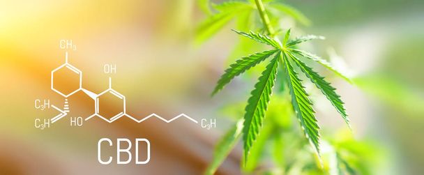 CBD Chemical Formula, Prachtige achtergrond van groene cannabisbloemen Een plek voor kopieerruimte - Foto, afbeelding