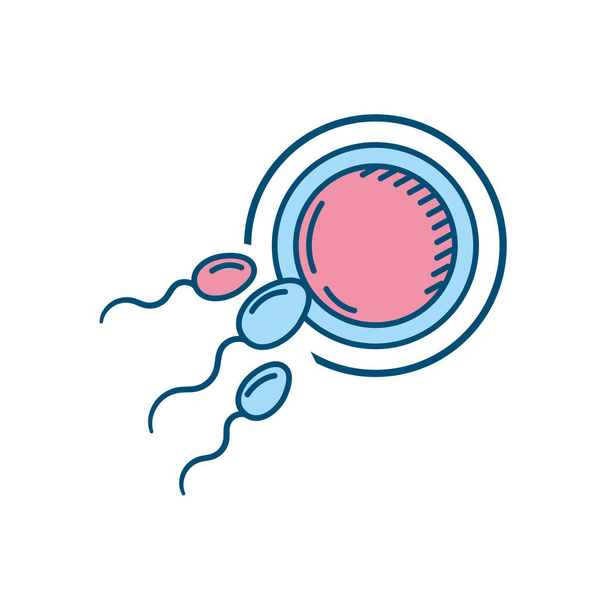 γονιμότητα αναπαραγωγή από το ωάριο και το σπερματοζωάριο εικονογράφηση διάνυσμα - Διάνυσμα, εικόνα