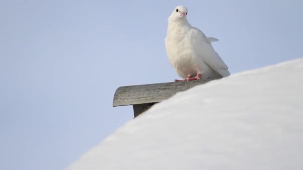 karlı bir çatıda oturan beyaz güvercin - Video, Çekim