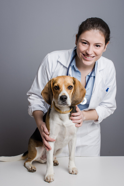Állat-egészségügyi szakmai - Fotó, kép