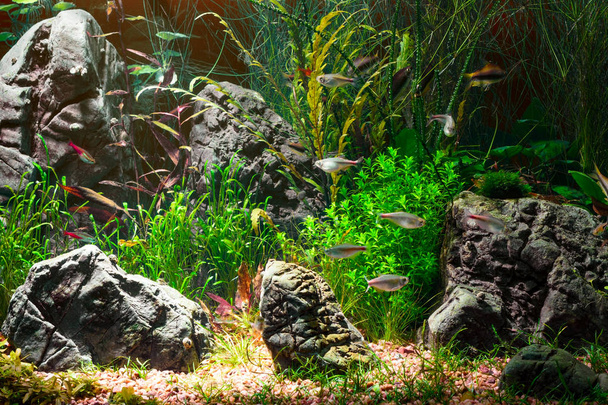 Valokeila trooppisessa makean veden akvaariossa, jossa eläviä kasveja, erilaisia kaloja ja tumma tausta hillitty, 300 dpi
 - Valokuva, kuva