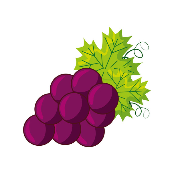 cachos de uvas frescas
 - Vetor, Imagem