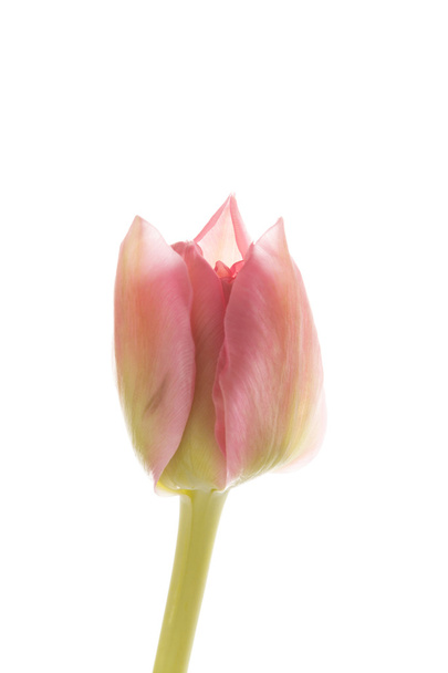 Nice tulip - Фото, зображення