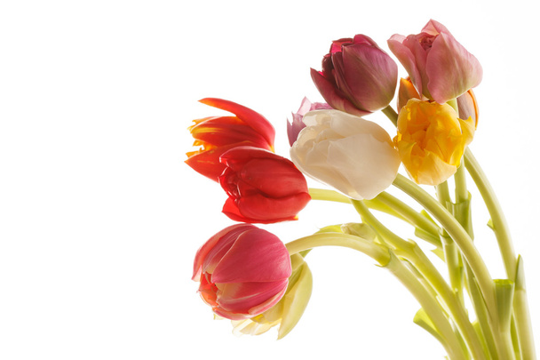 Nice tulip - Foto, Imagem