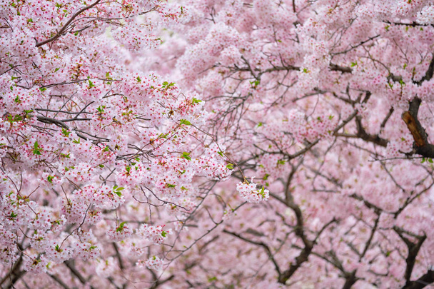 Kukkivat Sakura Cherry Blossom
 - Valokuva, kuva