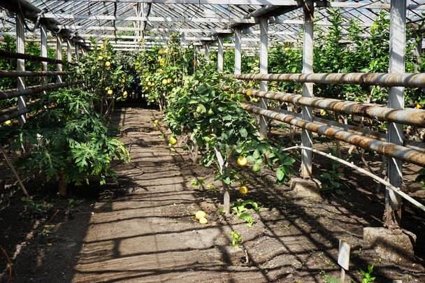 Farm greenhouse for growing lemons and other citrus fruits. Summer fruits                                - Photo, Image
