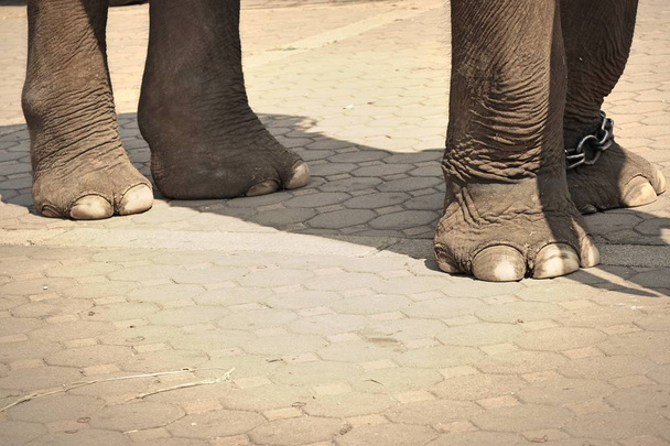 Piedi elefanti da vicino
 - Foto, immagini