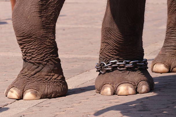Elefantin jalat lähellä
 - Valokuva, kuva
