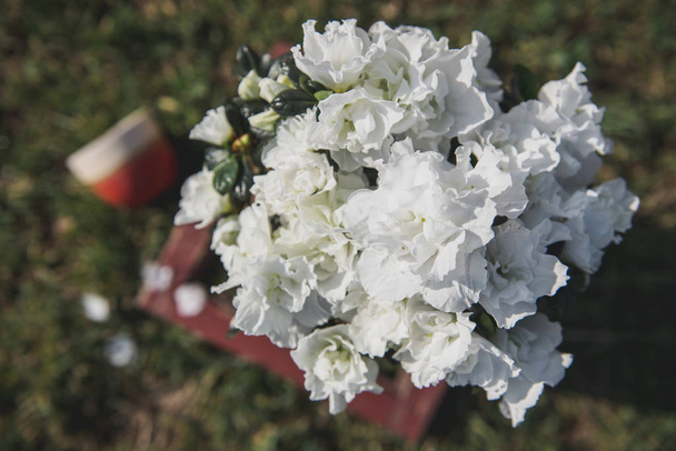 Spring.White flores em um pote na grama.Foto de uma composição de uma planta em um jarro, xícara e uma caixa da janela.Manhã sol.Azalea
 - Foto, Imagem