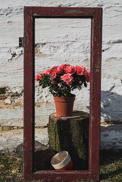 Kevään koostumus.Vaaleanpunaiset kukat potin taustalla seinän talon.Kasvi runko taustalla puinen valkoinen seinä.Aurinkoinen ja lämmin kuva.Azalea
 - Valokuva, kuva