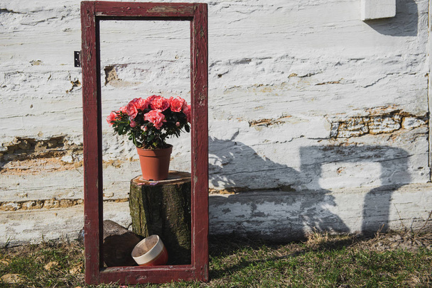 Frühlings-Komposition.rosa Blumen in einem Topf auf dem Hintergrund der Wand des Haus.Pflanze mit Rahmen auf dem Hintergrund einer hölzernen weißen Wand.sonnig und warm photo.Azalee - Foto, Bild