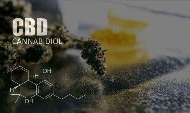 Cannabidiol CBD en cepas de marihuana. Cannabis medicinal para personas
  - Foto, Imagen