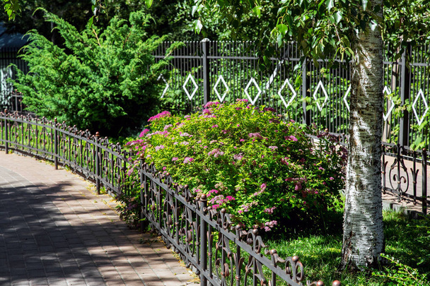 ein Beet mit Pflanzen, umgeben von einem eisernen Zaun, umgeben von einem Fußweg, grünen Sträuchern mit roten Blumen und einem Baumstamm. - Foto, Bild