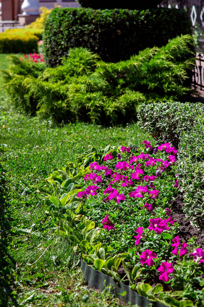 Flowerbed with blooming pink flowers green leaves and trimmed bushes, close-up of plants vertical background. - Photo, Image