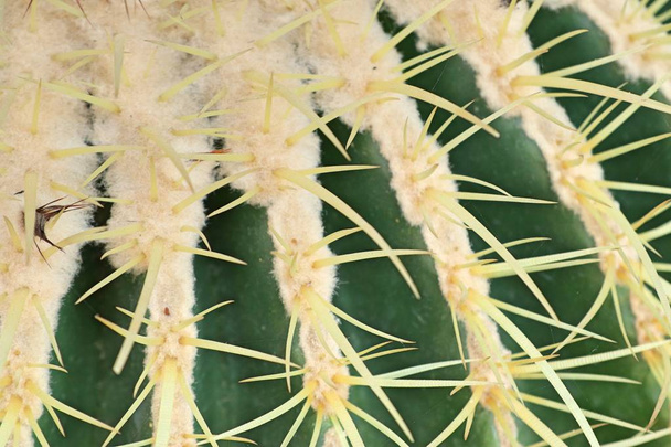 Beautiful cactus for sell - Fotografie, Obrázek