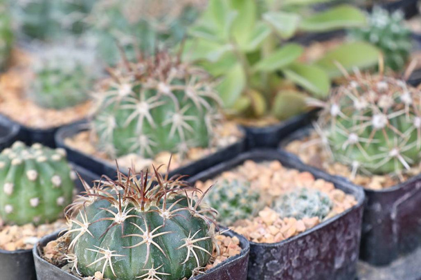Eladó gyönyörű kaktusz - Fotó, kép