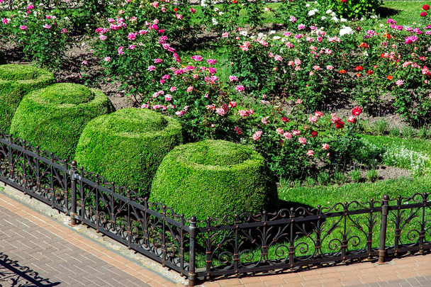 παρτέρι περιφραγμένο με έναν μαύρο σίδηρο φράκτη με ένα σχέδιο τοπίων μονοπάτι με θάμνους ανθισμένους τριαντάφυλλο και πυξάρι θάμνους της topiary στρογγυλό σχήμα. - Φωτογραφία, εικόνα