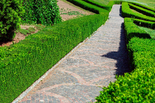 stone patterned path, planted hedge from boxwood in an empty park with green bushes on a sunny day. - Foto, imagen