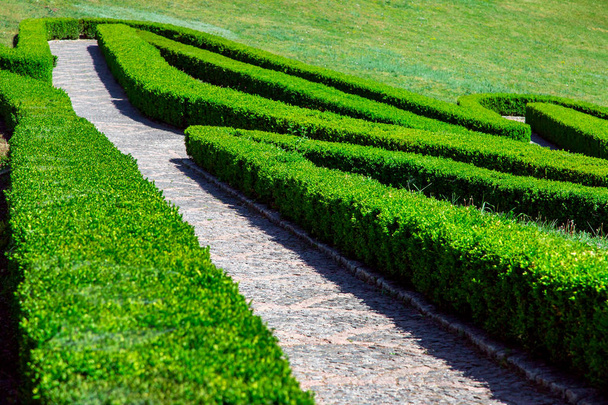 stone tile walkways in a maze of hedge of green boxwood bushes on the way down. - Foto, Imagem