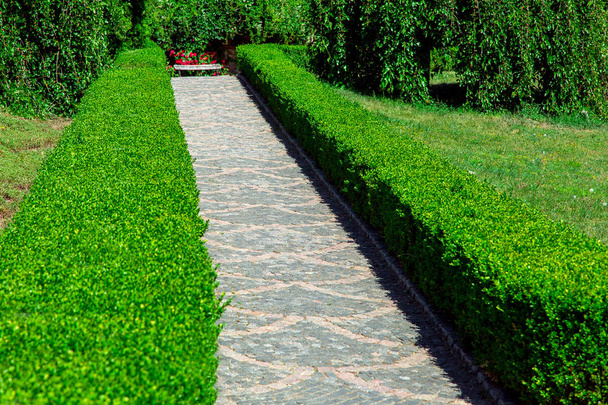 boxwood hedge from the deciduous bushes a green area in the garden with a stone pavement from the paving stones. - Φωτογραφία, εικόνα
