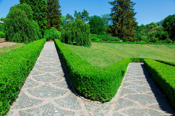 a stone path with a pattern comes down from top to bottom and trees are planted with green bushes in the background. - Photo, Image