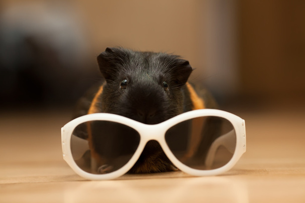 Cochon de Guinée avec lunettes
 - Photo, image