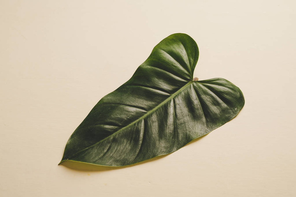 Monstera leave on color background with copy space - Foto, Imagen