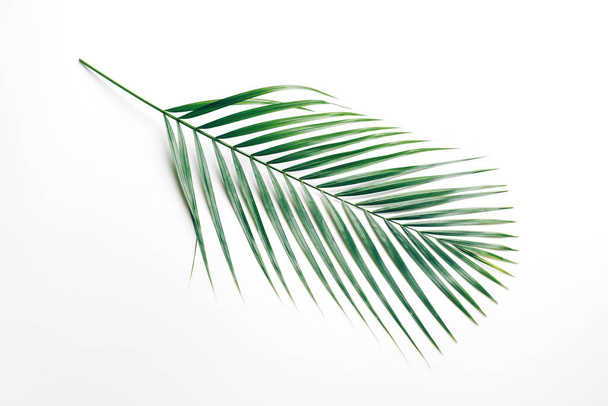 Tropical palm leaves on color background with copy space - 写真・画像