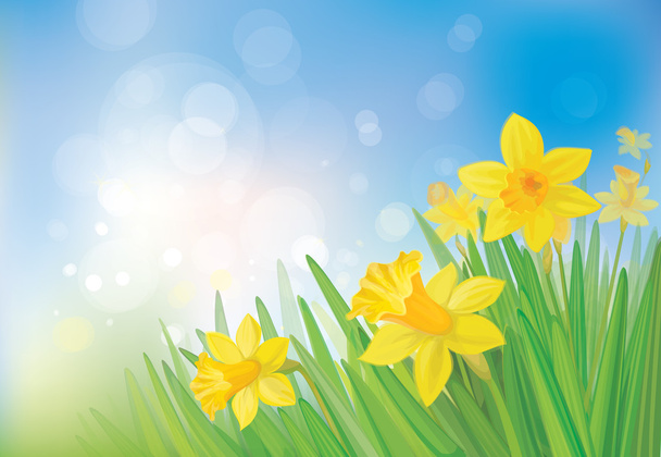 vector van narcissen bloemen op lente achtergrond. - Vector, afbeelding