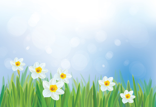 Vector of daffodil flowers on spring background. - Vector, imagen