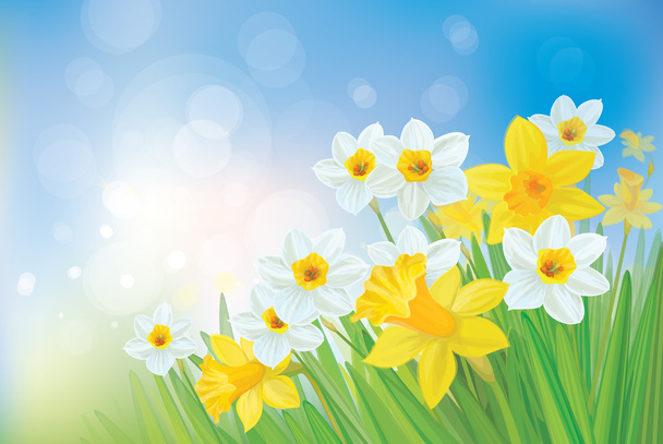 Vector of daffodil flowers on spring background. - Vector, Image