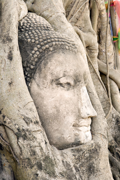 Testa di Buddha nelle radici degli alberi
 - Foto, immagini