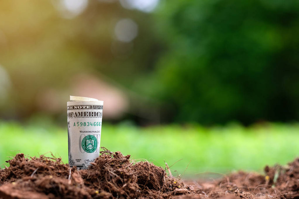 Dólares americanos creciendo en suelo con fondo verde. Concepto de dinero y crecimiento empresarial
 - Foto, Imagen