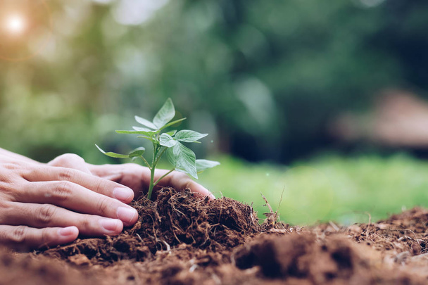 χέρια που κρατούν νεαρό φυτό καλλιέργεια στο χώμα με πράσινο φόντο. Ημέρα της γης, περιβάλλοντος και οικολογίας έννοια - Φωτογραφία, εικόνα