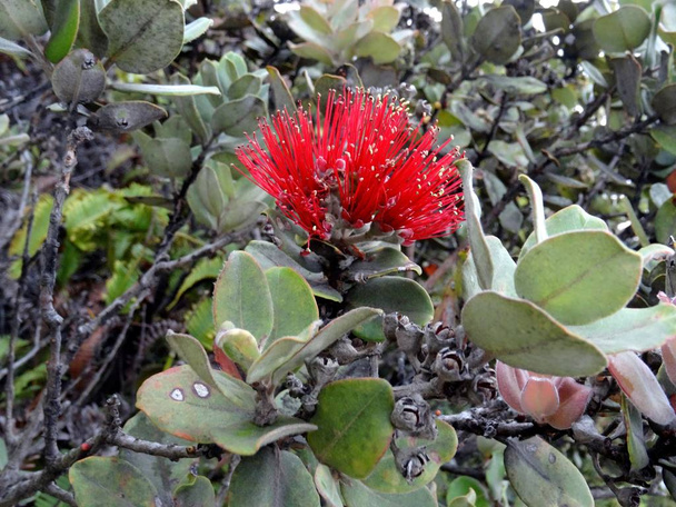 Fotoğrafı Big Island, Hawaii'deki Kilauea Volkanı, yakalanan güzel Lehua çiçekleri kapatın - Fotoğraf, Görsel