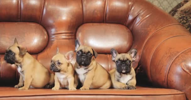 Grupo de cachorros franceses jóvenes Bulldog Dog Puppy sentado posando en el sofá rojo interior. Bebés de perro divertido
. - Metraje, vídeo