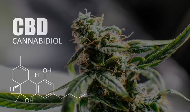 Cannabidiol CBD dans les souches de marijuana. cannabis médical pour les personnes
  - Photo, image