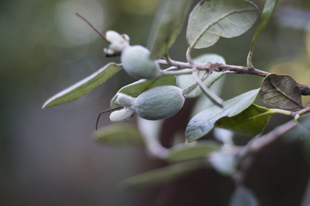 Υποκατάστημα με τα φρούτα του δέντρου Φειζοα-Γκουαγιαμπο. - Φωτογραφία, εικόνα