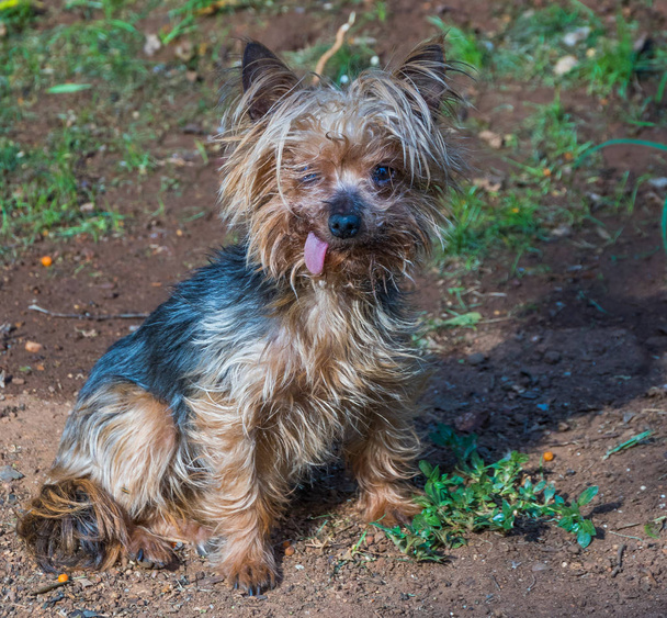 Small bedraggled looking dog with its tongue sticking out image with copy space - Photo, Image