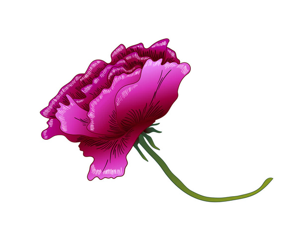Διάνυσμα floral μοβ Rose flower βοτανική. Μωβ χαραγμένο μελάνι τέχνης. Μεμονωμένες τριανταφυλλιές εικονογράφηση στοιχείο. - Διάνυσμα, εικόνα